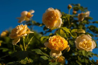 Sarı Gül Bush bir yaz bahçesinde. Yakın çekim yaz güneşli günde bahçe gül.