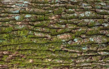 Sarı Gül Bush bir yaz bahçesinde. Yakın çekim yaz güneşli günde bahçe gül.