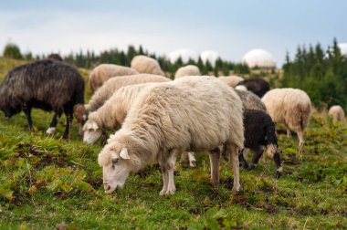 Koyun sürüsü otlatmak dağlarda Yeşil Mera üzerinde. Çiftlikte Genç beyaz ve kahverengi koyun otlatmaya.