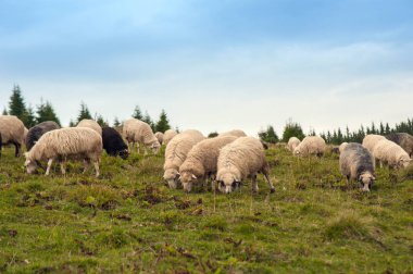 Koyun sürüsü otlatmak dağlarda Yeşil Mera üzerinde. Çiftlikte Genç beyaz ve kahverengi koyun otlatmaya.