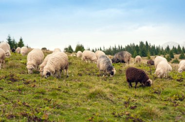 Koyun sürüsü otlatmak dağlarda Yeşil Mera üzerinde. Çiftlikte Genç beyaz ve kahverengi koyun otlatmaya.