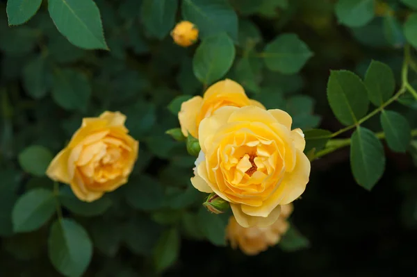 Yellow Roses Bush Summer Garden Close Garden Rose Summer Sunny — Stock Photo, Image