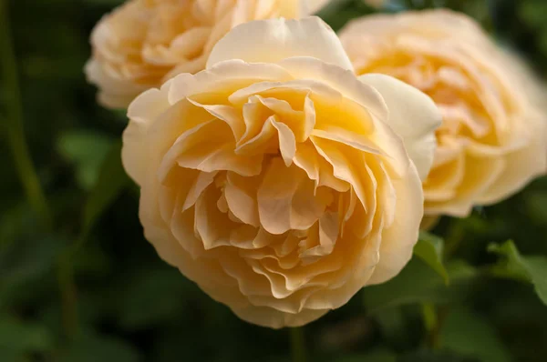 Gelbe Rosen Einem Strauch Einem Sommergarten Nahaufnahme Der Gartenrose Sonnigen — Stockfoto
