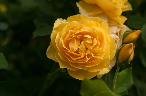 Las Rosas Amarillas Sobre Arbusto Jardín Veraniego Primer Plano Rosa — Foto de Stock