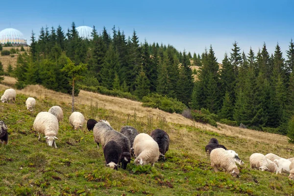 Herd Sheep Graze Green Pasture Mountains Young White Brown Sheep — Stock Photo, Image