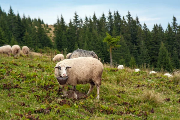 Zielone Pastwiska Górach Pasą Się Stada Owiec Młode Owce Białe — Zdjęcie stockowe
