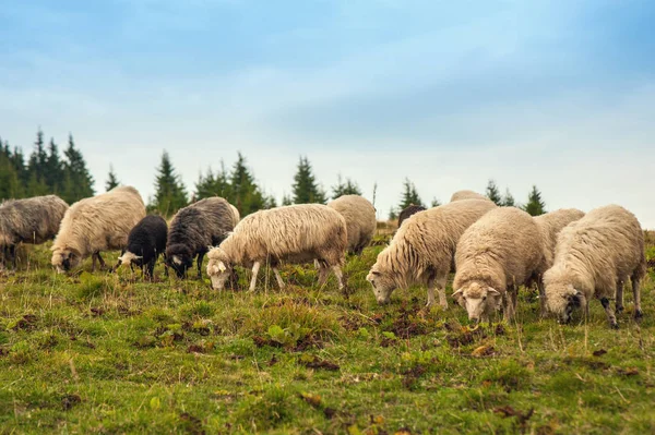 Zielone Pastwiska Górach Pasą Się Stada Owiec Młode Owce Białe — Zdjęcie stockowe