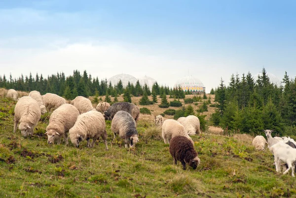 Herd of sheep graze on green pasture in the mountains. Young white and brown sheep graze on the farm.