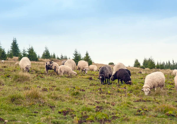 Herd Sheep Graze Green Pasture Mountains Young White Brown Sheep — Stock Photo, Image