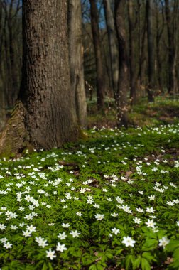 Güneşli bir gün ormanda Anemone nemorosa çiçek. Ahşap anemon çiçeği, windflower, lale. Beyaz çiçekli muhteşem yeşil orman. Güzel yaz orman manzara.