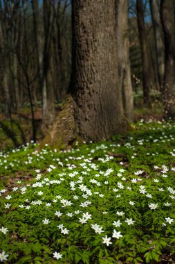 Güneşli bir gün ormanda Anemone nemorosa çiçek. Ahşap anemon çiçeği, windflower, lale. Beyaz çiçekli muhteşem yeşil orman. Güzel yaz orman manzara.