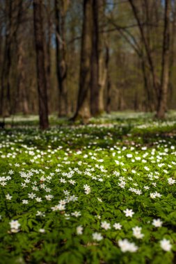 Güneşli bir gün ormanda Anemone nemorosa çiçek. Ahşap anemon çiçeği, windflower, lale. Beyaz çiçekli muhteşem yeşil orman. Güzel yaz orman manzara.