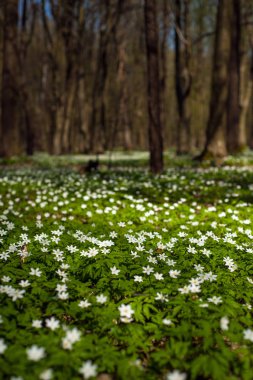 Güneşli bir gün ormanda Anemone nemorosa çiçek. Ahşap anemon çiçeği, windflower, lale. Beyaz çiçekli muhteşem yeşil orman. Güzel yaz orman manzara.