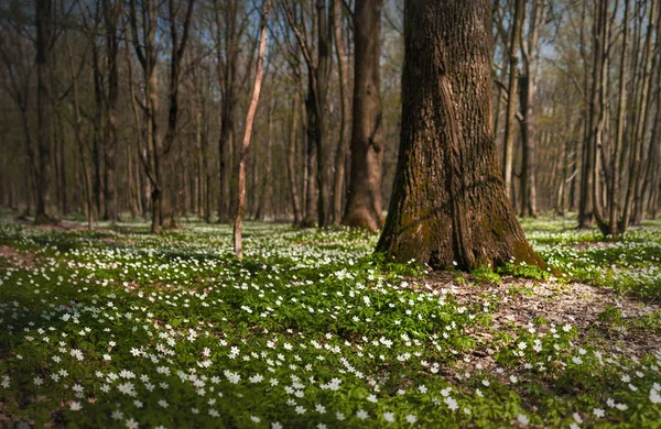 Anemone nemorosa flower in the forest in the sunny day. Wood anemone, windflower, thimbleweed. Fabulous green forest with white flowers. Beautiful summer forest landscape.