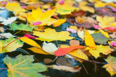 Renkli mavi scuffed kurullarında yaprak. Akçaağaç mavi bir arka plan üzerinde sonbahar bir kavram olarak bırakır..