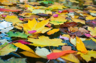 Renkli mavi scuffed kurullarında yaprak. Akçaağaç mavi bir arka plan üzerinde sonbahar bir kavram olarak bırakır..