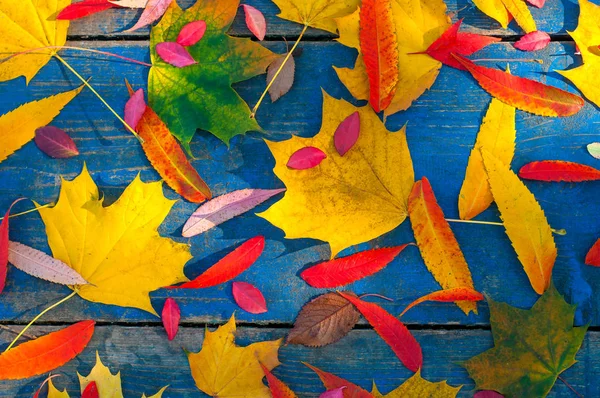 Folhas Outono Coloridas Placas Esfoladas Azuis Folhas Bordo Fundo Azul — Fotografia de Stock