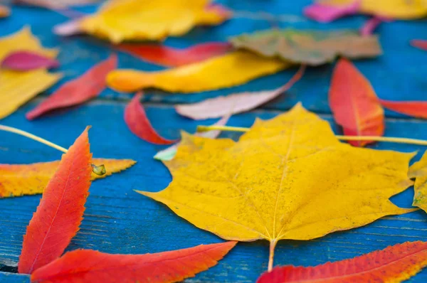 Colorful autumn leaves on blue scuffed boards. Maple leaves on a blue background as an autumn concept.