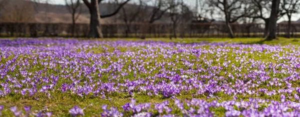 Safranblüten Einem Sonnigen Tag Garten Der Nähe Des Hauses — Stockfoto