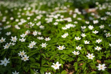 Güneşli bir gün ormanda Anemone nemorosa çiçek. Ahşap bahar sezonunda çiçeklenme anemone.