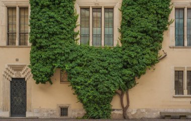 Dekoratif Ivy bir antik kale duvarında bukleler. Duvarının antik kale Wawel, Krakow, Polonya.