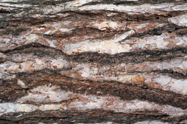 Çam kabuğu kabartma dokusu panoramik fotoğraf. Bir ağaç kabuğu doku görüntü.