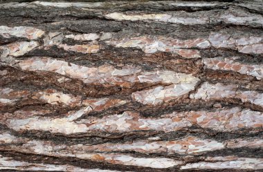 Çam kabuğu kabartma dokusu panoramik fotoğraf. Bir ağaç kabuğu doku görüntü.