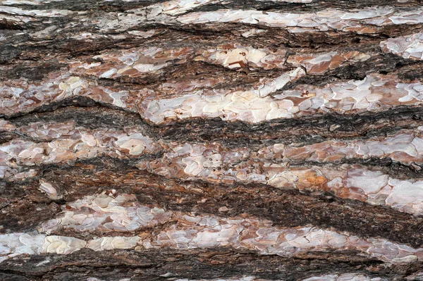 Çam kabuğu kabartma dokusu panoramik fotoğraf. Bir ağaç kabuğu doku görüntü.