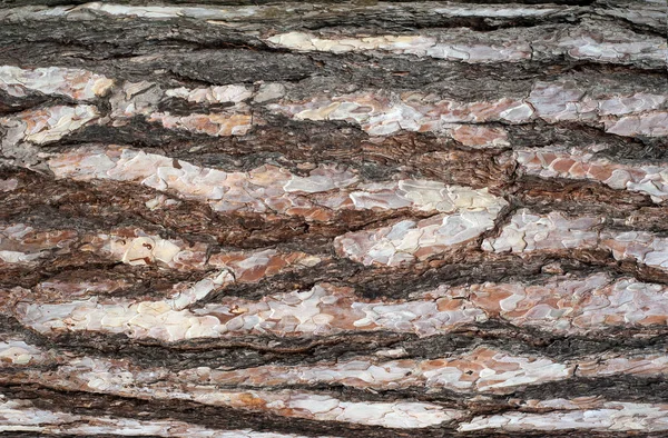 Çam kabuğu kabartma dokusu panoramik fotoğraf. Bir ağaç kabuğu doku görüntü.