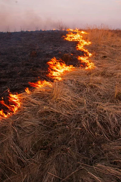 Bir sıcak yaz gününde kuru çim sahada yanıyor. Kuru ot ile yanan alan.