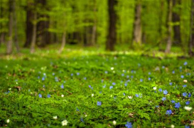 Güneşli bir gün ormanda Anemone nemorosa çiçek. Ahşap anemon çiçeği, windflower, lale. Mavi ve beyaz çiçekler ile muhteşem yeşil orman. Güzel yaz orman manzara.