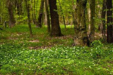 Güneşli bir gün ormanda Anemone nemorosa çiçek. Ahşap anemon çiçeği, windflower, lale. Mavi ve beyaz çiçekler ile muhteşem yeşil orman. Güzel yaz orman manzara.
