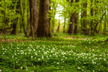 Güneşli bir gün ormanda Anemone nemorosa çiçek. Ahşap anemon çiçeği, windflower, lale. Mavi ve beyaz çiçekler ile muhteşem yeşil orman. Güzel yaz orman manzara.