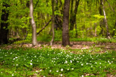 Güneşli bir gün ormanda Anemone nemorosa çiçek. Ahşap anemon çiçeği, windflower, lale. Mavi ve beyaz çiçekler ile muhteşem yeşil orman. Güzel yaz orman manzara.