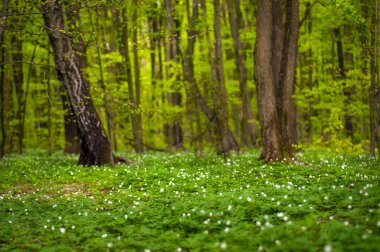 Güneşli bir gün ormanda Anemone nemorosa çiçek. Ahşap anemon çiçeği, windflower, lale. Mavi ve beyaz çiçekler ile muhteşem yeşil orman. Güzel yaz orman manzara.
