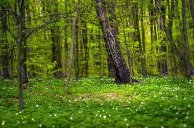 Güneşli bir gün ormanda Anemone nemorosa çiçek. Ahşap anemon çiçeği, windflower, lale. Mavi ve beyaz çiçekler ile muhteşem yeşil orman. Güzel yaz orman manzara.
