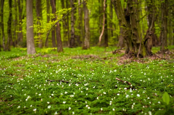 화창한 숲에서 Nemorosa Windflower Thimbleweed입니다 파란과 숲입니다 — 스톡 사진
