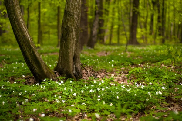 Güneşli bir gün ormanda Anemone nemorosa çiçek. Ahşap anemon çiçeği, windflower, lale. Mavi ve beyaz çiçekler ile muhteşem yeşil orman. Güzel yaz orman manzara.