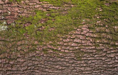 Bir ağaç üzerine yeşil yosun ile kahverengi kabuğu kabartma dokusu. Bir ağaç kabuğu doku yatay fotoğraf. Eski bir meşe Barka kabartma yaratıcı dokusuna.