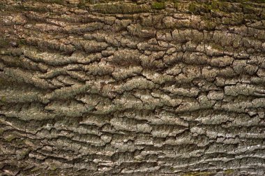 Bir ağaç üzerine yeşil yosun ile kahverengi kabuğu kabartma dokusu. Bir ağaç kabuğu doku yatay fotoğraf. Eski bir meşe Barka kabartma yaratıcı dokusuna.