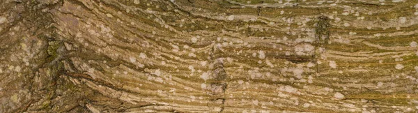 Struttura Goffrata Della Corteccia Quercia Foto Panoramica Della Consistenza Della — Foto Stock