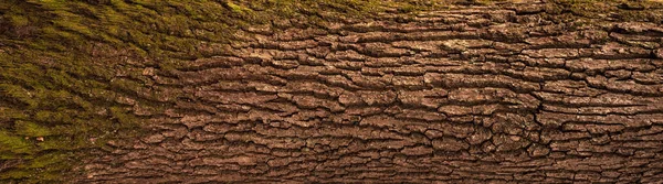 Embossed Texture Bark Oak Panoramic Photo Oak Texture — Stock Photo, Image