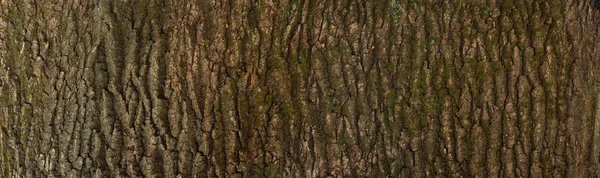 Struttura Goffrata Della Corteccia Quercia Foto Panoramica Della Consistenza Della — Foto Stock