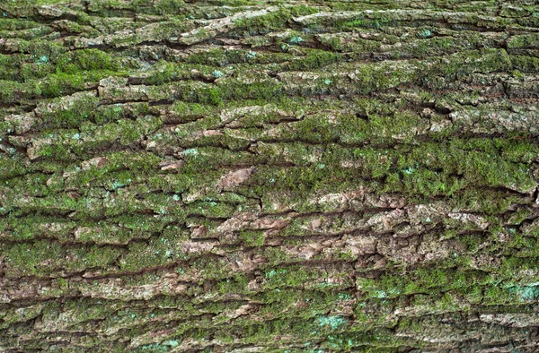 それを緑の苔と木の茶色の樹皮のレリーフ テクスチャ 木の樹皮のテクスチャーの水平方向の写真 古いオークの樹皮の救済創造的なテクスチャ — ストック写真