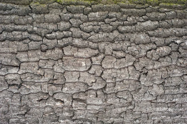 Bir ağaç üzerine yeşil yosun ile kahverengi kabuğu kabartma dokusu. Bir ağaç kabuğu doku yatay fotoğraf. Eski bir meşe Barka kabartma yaratıcı dokusuna.