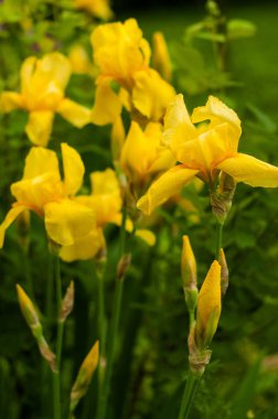 Bir sarı Iris çiçeği yakından görmek arka planını çiçekler ve yeşil yaprakları üzerinde. Sarı ihale Iris yaz günü bahçede çiçek açan.
