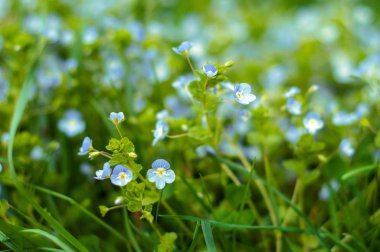 Unutma (Myosotis) yaz çayır çiçek açan çiçekler. Güzel küçük mavi çiçekler güneşli yaz günü çiçek.