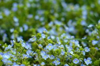 Unutma (Myosotis) yaz çayır çiçek açan çiçekler. Güzel küçük mavi çiçekler güneşli yaz günü çiçek.