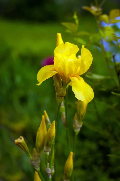 在鲜花和绿叶的背景下 一朵黄色的虹膜花的特写 夏日的花园里 黄嫩的虹膜盛开着 — 图库照片