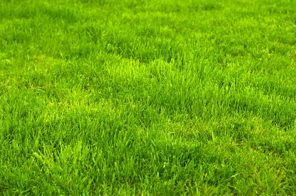 Taze Yeşil Manikürlü Çim Kapatın Yeşil Çim Arka Plan Kırpılır — Stok fotoğraf